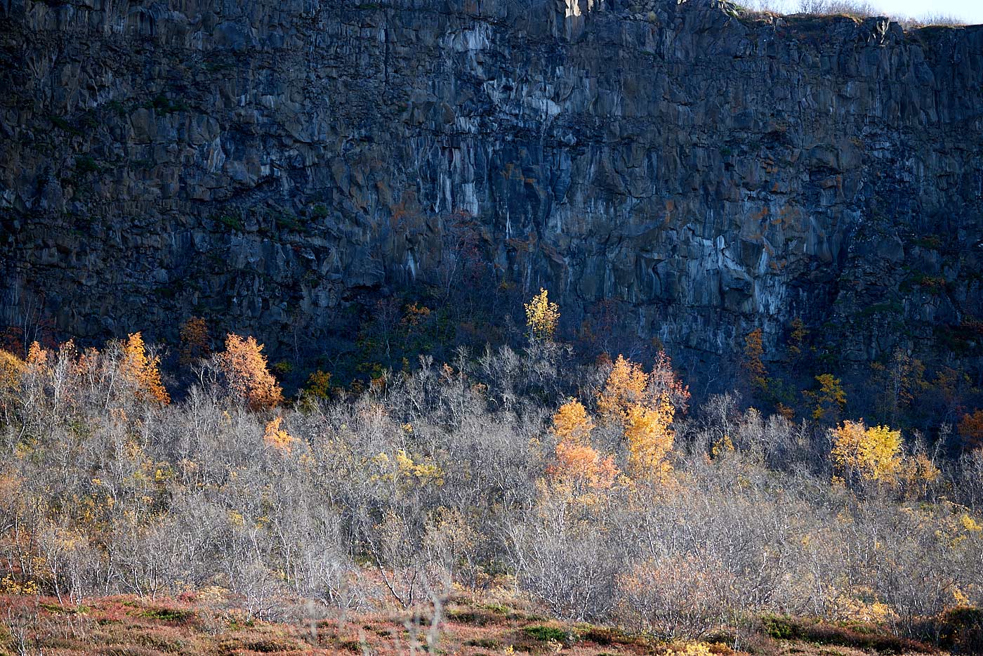 Ásbyrgi, mixed forest, autumn colours, holiday home Hamragil