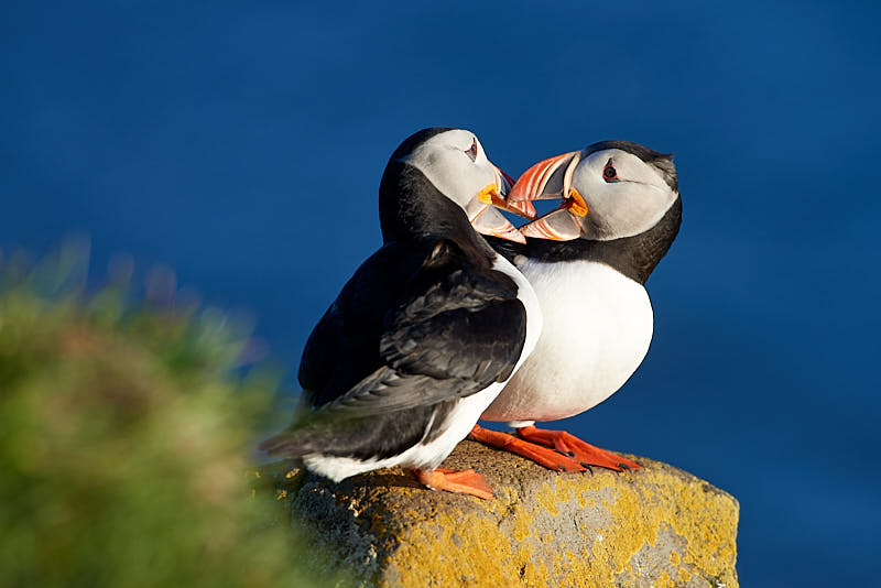 Puffin in Latrabjarg in the Westfjords of Iceland
